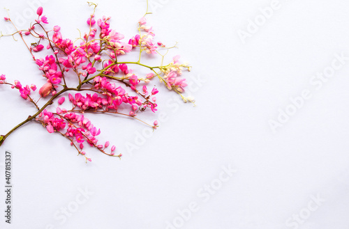 pwgchmpo pink flora local flower of asia thailand arrangement flat lay potcard style on background white