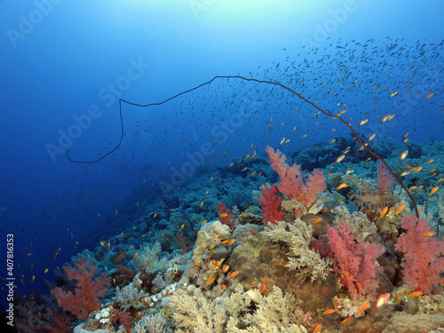 A deep colorful Red Sea coral reef