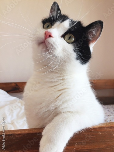 seated cute black and white cat looking at the camera,