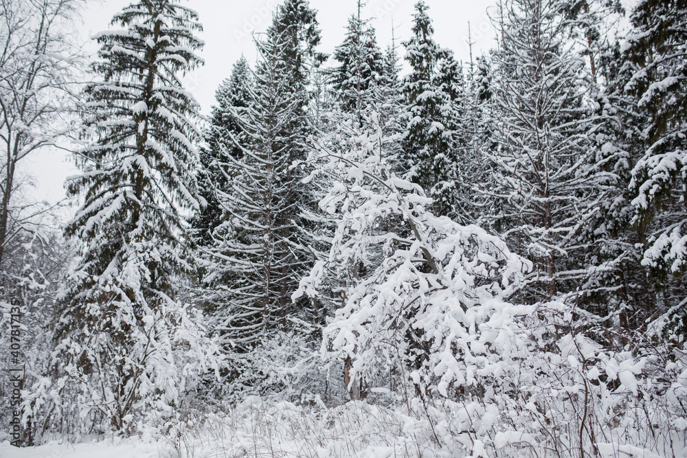 Winter in a snowy forest. Winter in a snowy forest.