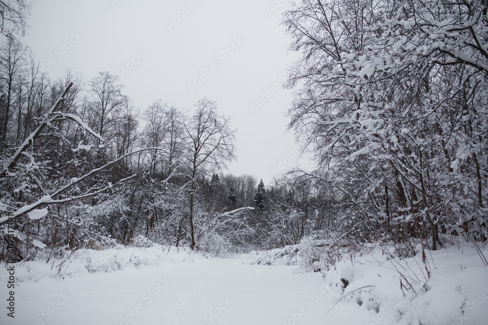 Fototapeta premium Winter in a snowy forest.
