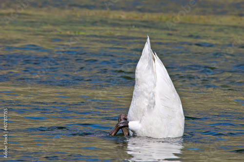 Trumpeter Swan (Cygnus buccinator) in Yellowstone National Park, USA photo