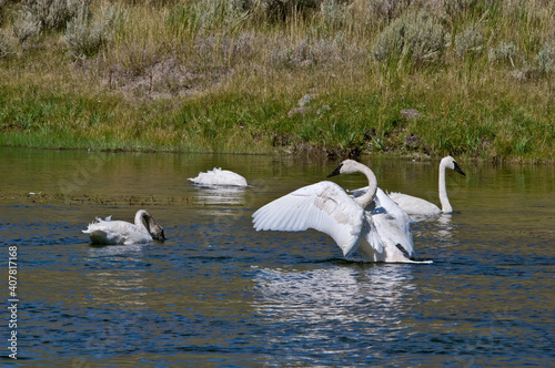 Trumpeter Swans (Cygnus buccinator) in Yellowstone National Park, USA photo