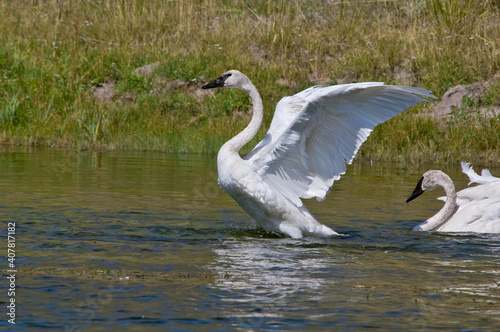 Trumpeter Swans (Cygnus buccinator) in Yellowstone National Park, USA photo