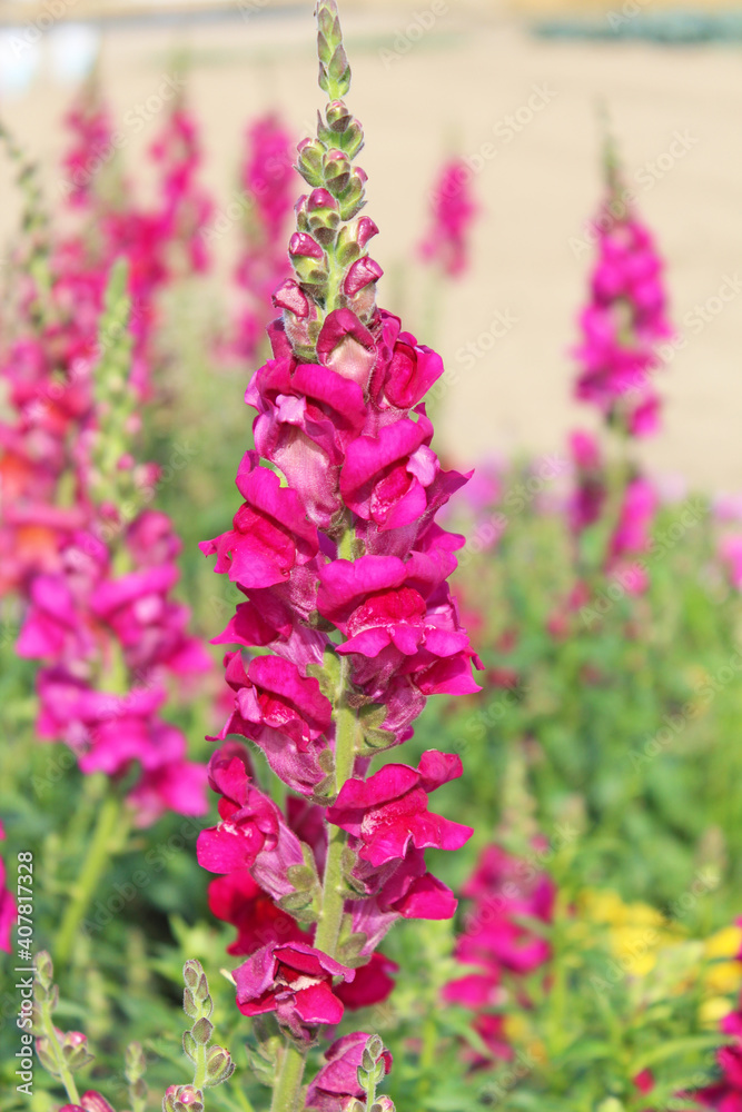 Fototapeta premium ストックの花