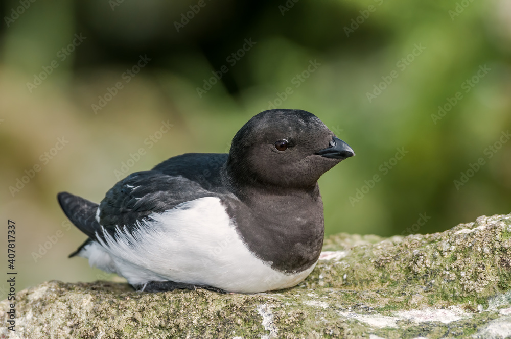 Obraz premium Dovekie (Alle alle) at least auklet colony in St. George Island, Alaska, USA