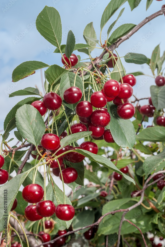 Sour Cherry (Prunus cerasus) in orchard