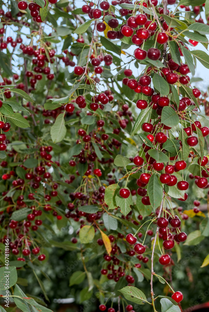 Sour Cherry (Prunus cerasus) in orchard Sour Cherry (Prunus cerasus) in orchard