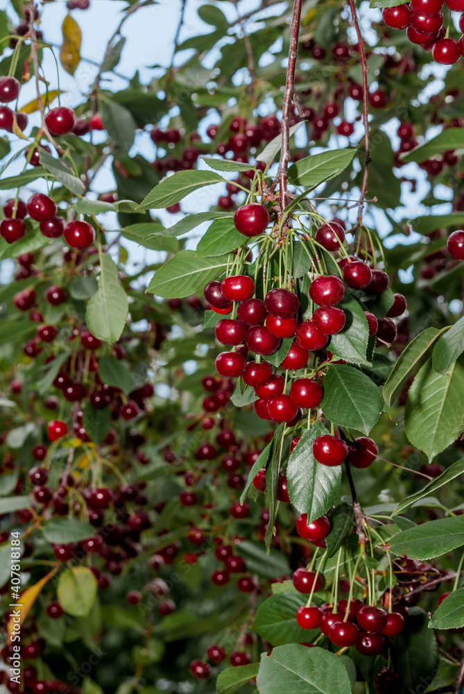 Sour Cherry (Prunus cerasus) in orchard