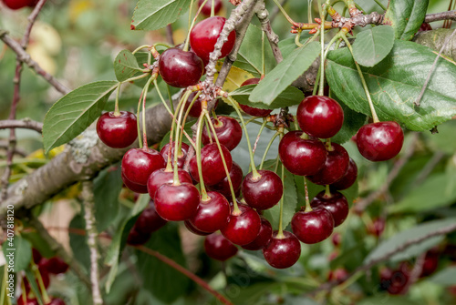 Sour Cherry (Prunus cerasus) in orchard