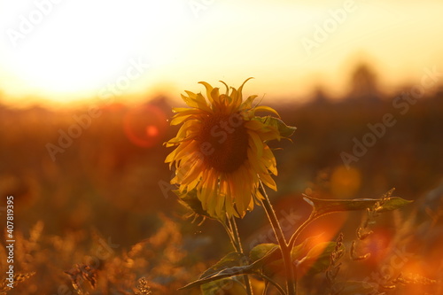 Sonnenblume Sonnenuntergang 