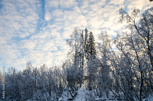 Winter forest, tall birch trees in the snow against a blue cloudy sky, landscape