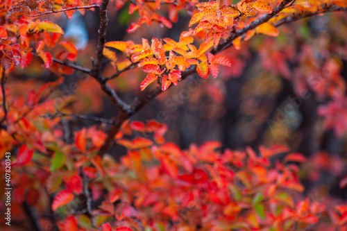 Autumn leaves in Patagonia of Argentina...