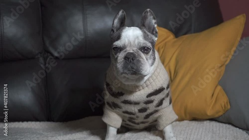 A white french bulldog sitting on the sofa at home coughing and gulping in her leopard pajamas