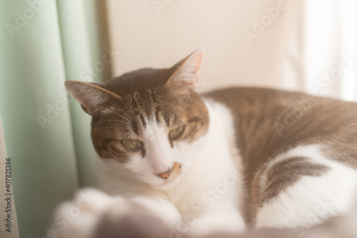 Wallpaper Mural 眠そうな猫　キジトラ猫 Torontodigital.ca