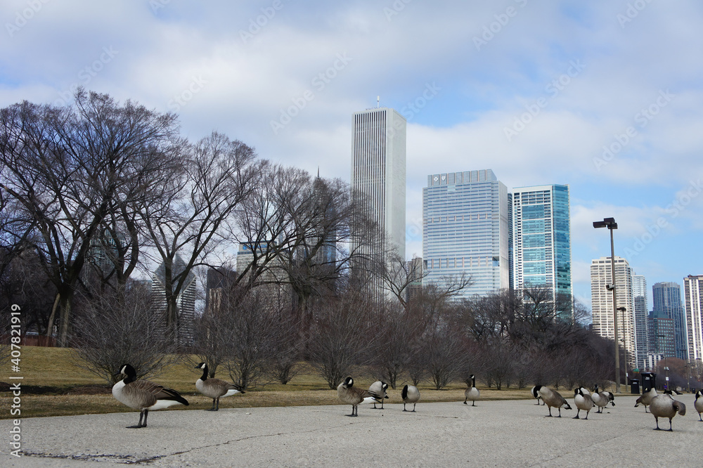Obraz premium Many Canada geese at Millennium Park