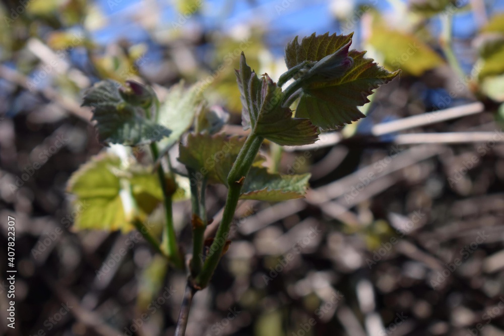 Obraz premium leaves of a tree