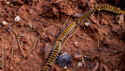 Caterpillars in the row on the red soil