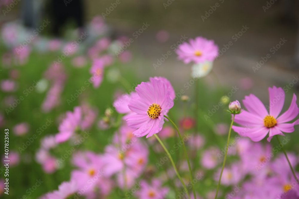 flowers in the garden flowers in the garden