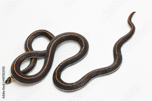 Malaysian Striped Coral Snake - Calliophis intestinalis- isolated on white background
 photo