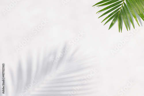 Tropical leaves is placed on a white canvas with part of the leaf layout and copy space.