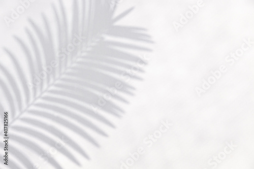 Tropical leaves is placed on a white canvas with part of the leaf layout and copy space.