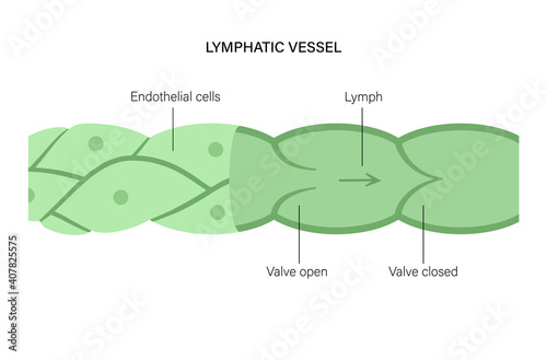Lymphatic vessel concept