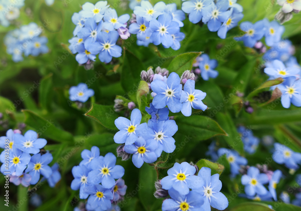 Little blue spring flowers of forget-me-not Little blue spring flowers of forget-me-not