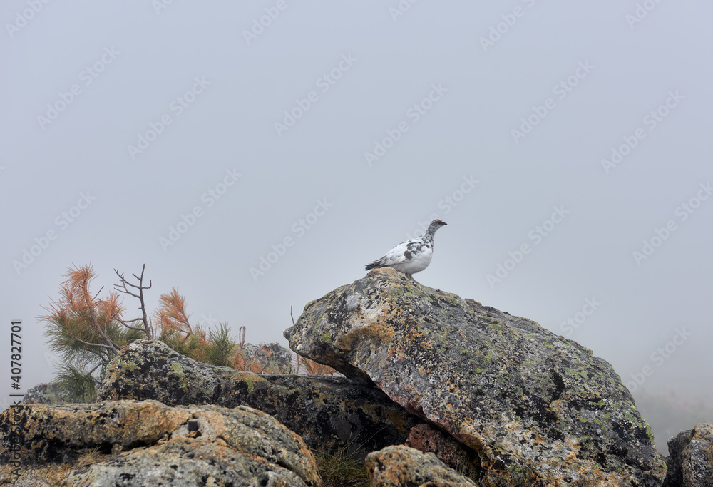 Rock ptarmigan (Lagopus mutus montin) on a fragment in foggy cloudy Rock ptarmigan (Lagopus mutus montin) on a fragment in foggy cloudy