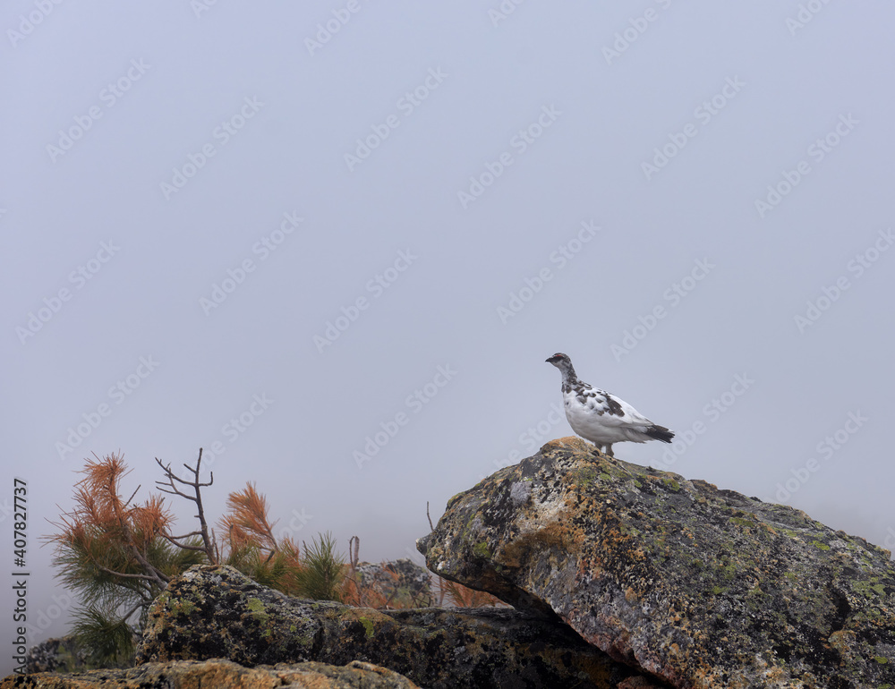 A laconic landscape with a rock partridge in the Hamar-Daban mountains