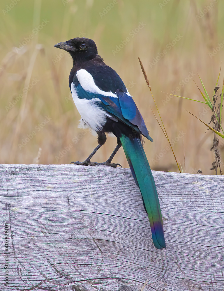 The Eurasian magpie or common magpie (Pica pica) is a resident breeding bird throughout the northern part of the Eurasian continent. The Eurasian magpie or common magpie (Pica pica) is a resident breeding bird throughout the northern part of the Eurasian continent.