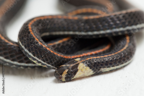 Malaysian Striped Coral Snake - Calliophis intestinalis- isolated on white background
 photo