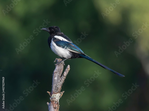The Eurasian magpie or common magpie (Pica pica) is a resident breeding bird throughout the northern part of the Eurasian continent. © svenaw