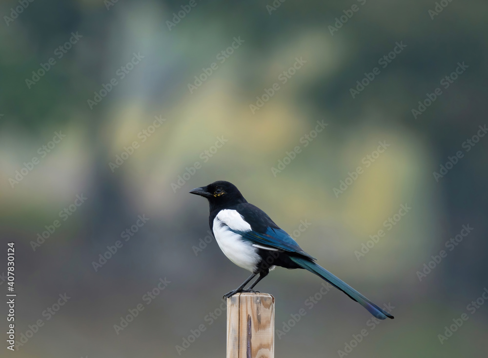 The Eurasian magpie or common magpie (Pica pica) is a resident breeding bird throughout the northern part of the Eurasian continent The Eurasian magpie or common magpie (Pica pica) is a resident breeding bird throughout the northern part of the Eurasian continent
