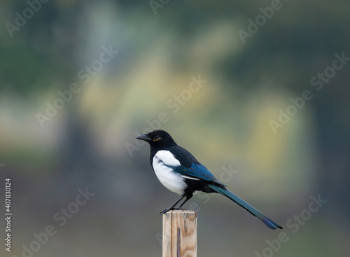 The Eurasian magpie or common magpie (Pica pica) is a resident breeding bird throughout the northern part of the Eurasian continent