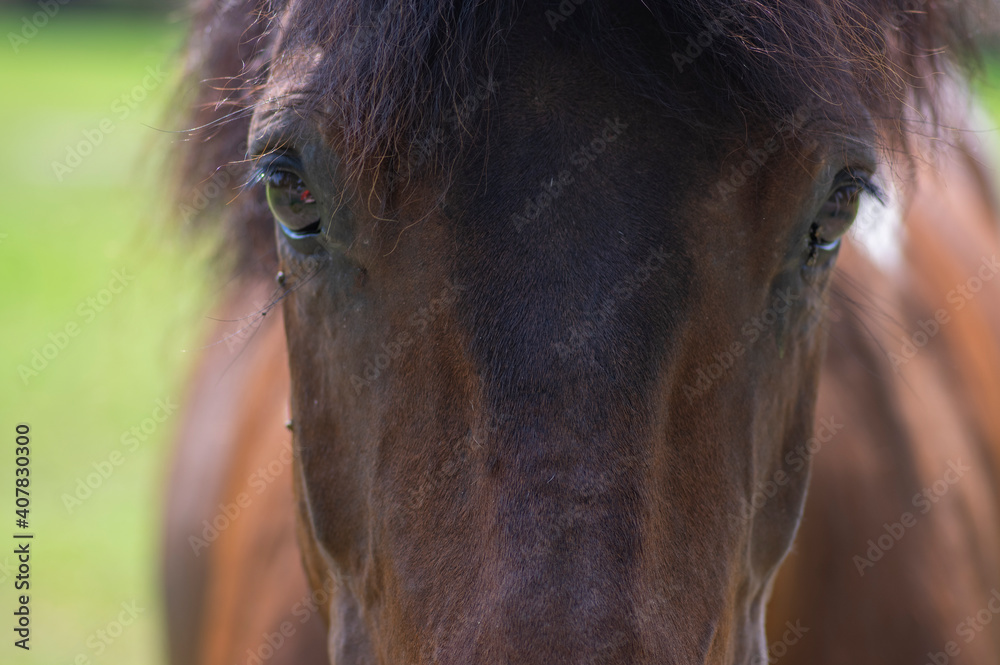 Naklejka Ciemnobrązowy portret konia z kontaktem wzrokowym, piękne włochate zwierzę