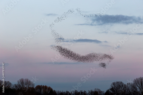 Flock of birds making a beautiful and perfect shape in the sky  above some trees