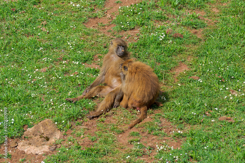 Foto Guinea baboon, Papio papio