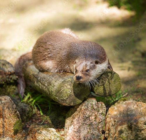Asian small-clawed otter, Aonyx cinereus lying on logs on a summer sunny day.