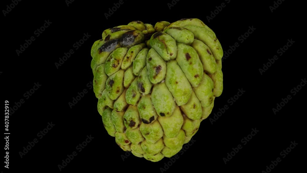Realistic render of a spinning Sugar-Apple (sweetsop) on black background. The video is seamlessly looping, and the 3D object is scanned from the real fruit.
Realistic render of a spinning Sugar-Apple (sweetsop) on black background. The video is seamlessly looping, and the 3D object is scanned from the real fruit.