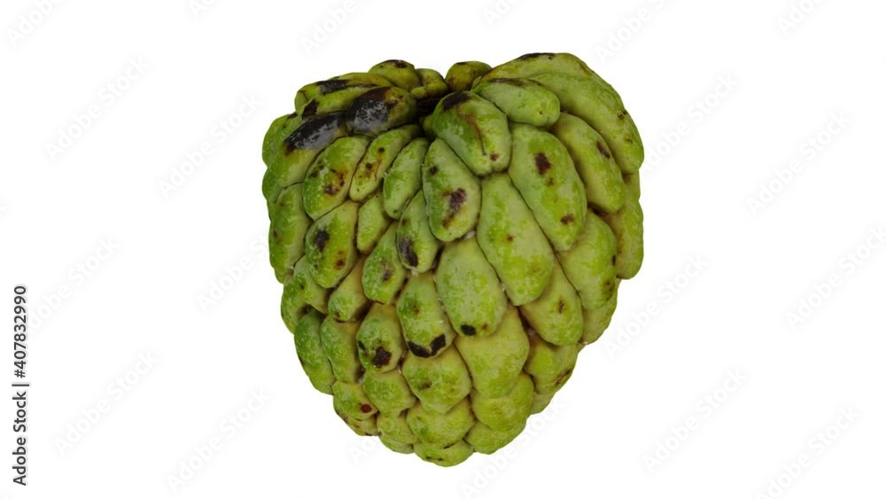 Realistic render of a spinning Sugar-Apple (sweetsop) on white background. The video is seamlessly looping, and the 3D object is scanned from the real fruit.
