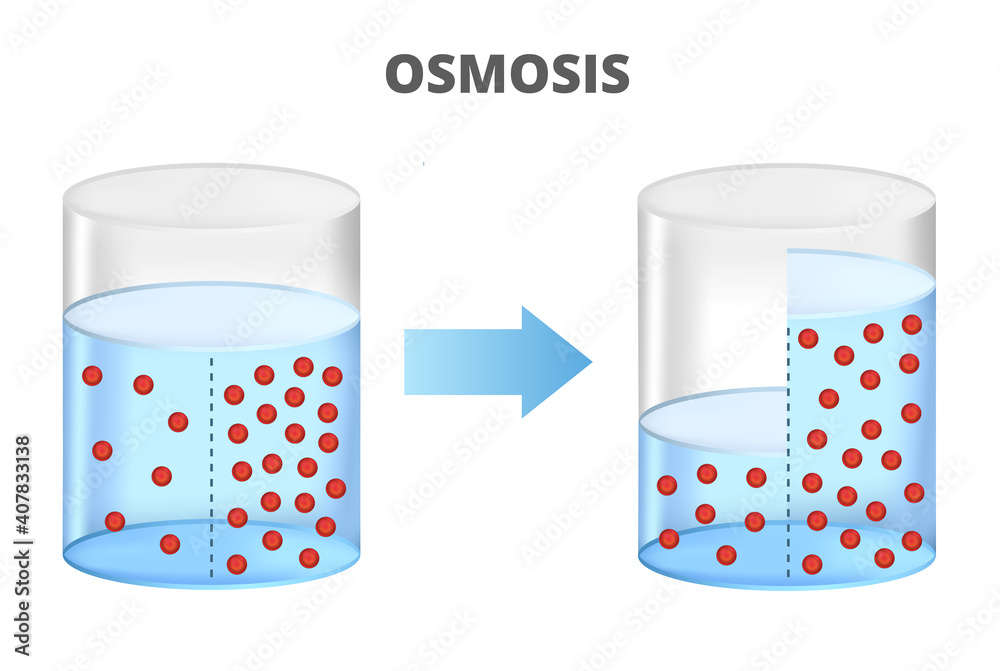 Vector scientific illustration of osmosis, reverse osmosis isolated on ...