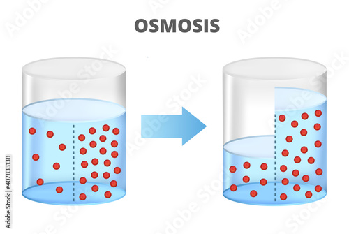 Vector scientific illustration of osmosis, reverse osmosis isolated on white. Solvent passing through the semipermeable membrane from the less concentrated part to the more concentrated part.