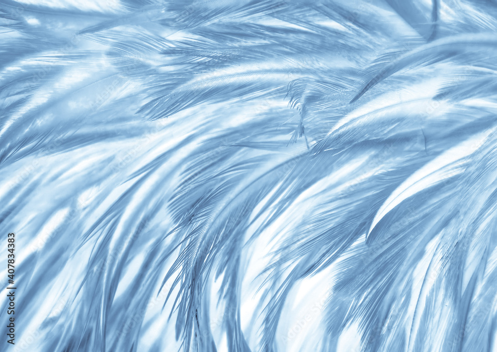 Obraz premium Beautiful abstract blue feathers on white background, black feather texture on blue pattern and blue background, feather wallpaper, blue banners, love theme, valentines day, dark texture