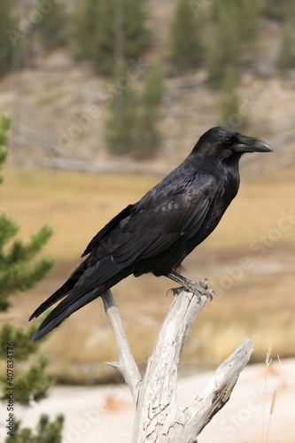 Common Raven at Yellowstone national park