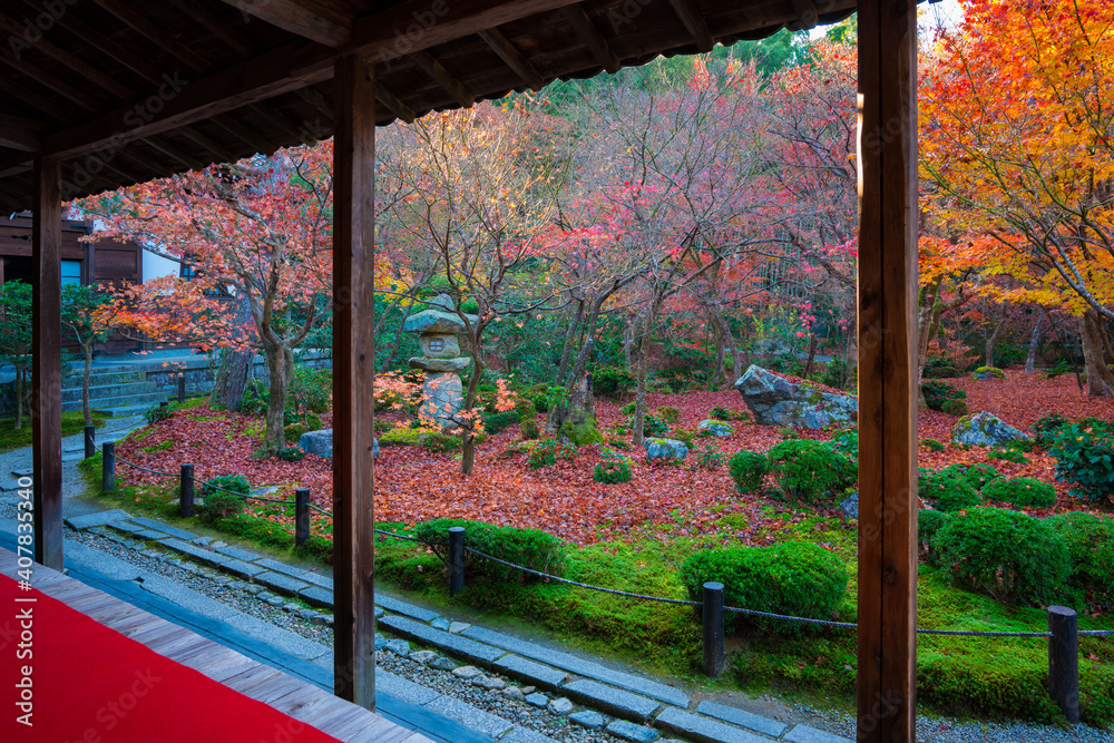 Fototapeta premium 京都 晩秋の圓光寺 額縁庭園 散紅葉