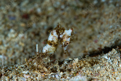 Schilderij op canvas Queensland Seahorse Hippocampus spinosissimus Juvenile