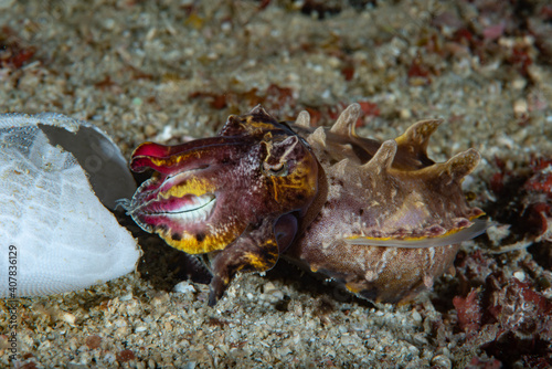 Flamboyant Cuttlefish Metasepia pfefferi