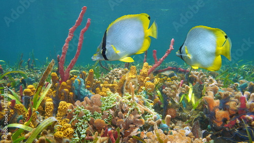 Colorful marine life underwater in the sea, tropical fish with coral and sponge in a reef, Caribbean sea