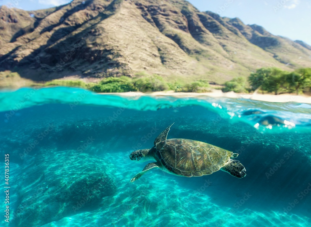Swimming with Wild Green Sea Turtles in Hawaii